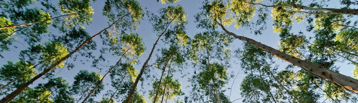 Sustainable wood forests are carbon neutral from cradle to grave