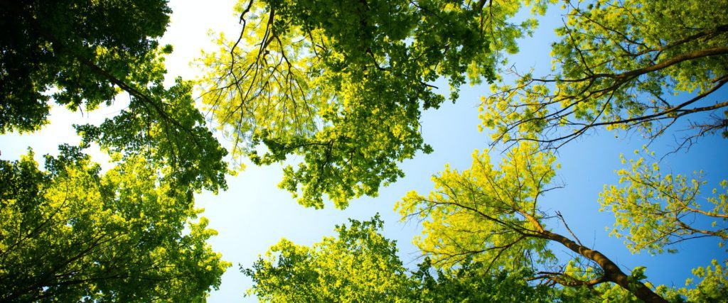 Image of trees from the ground